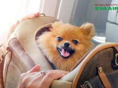 Mang chó mèo đi máy bay EVA Air: Quy định và giấy tờ mới nhất